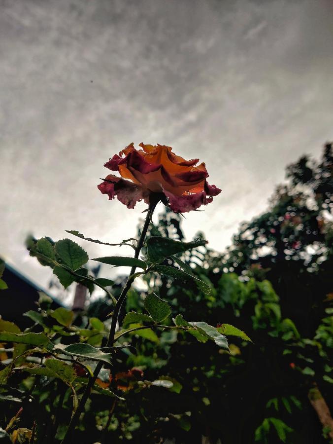 Westernghats Homestay Madikeri Buitenkant foto