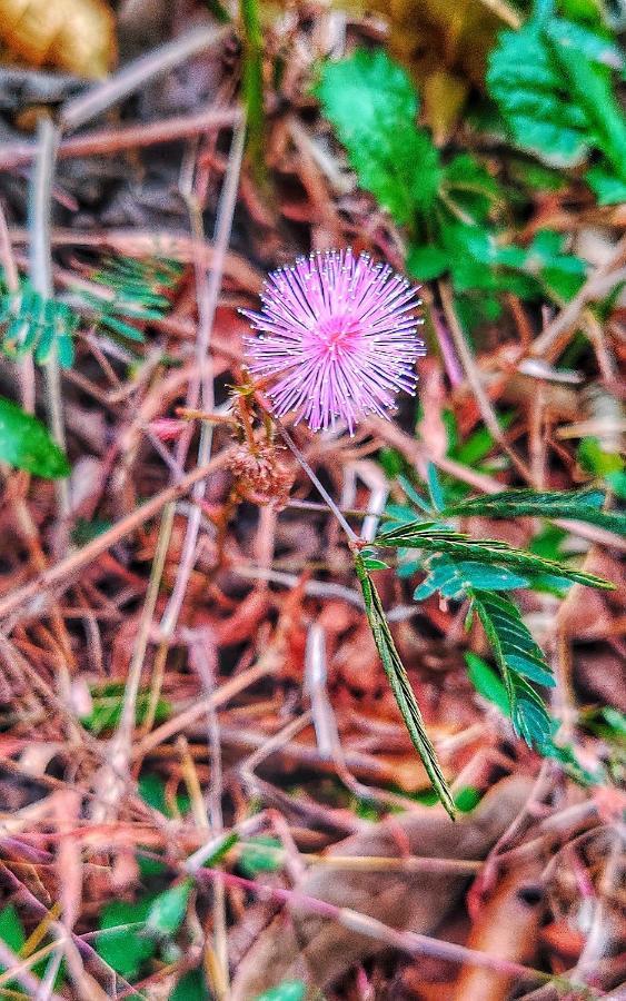 Westernghats Homestay Madikeri Buitenkant foto