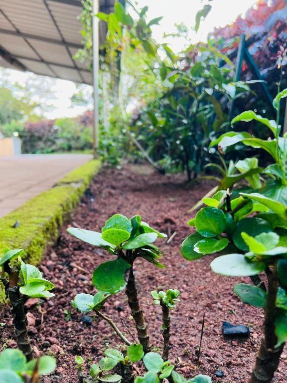 Westernghats Homestay Madikeri Buitenkant foto