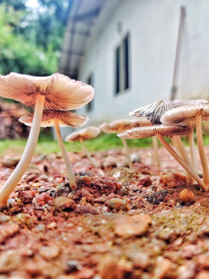 Westernghats Homestay Madikeri Buitenkant foto